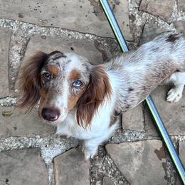 Effie - Dachshund
