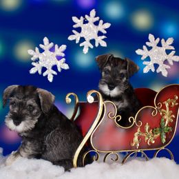 Miniature Schnauzer Puppies from King’s Miniature Schnauzers