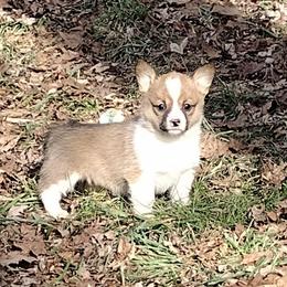 Natural tail, triple clear, OFA parents, CKC - Red and white female American Corgi puppy in Harpursville, New York from Rex Farm Corgis