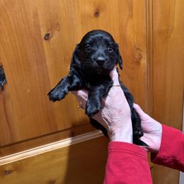 Apache - Black male Dachshund puppy in Heber Overgaard, Arizona from Sonoran Doxies