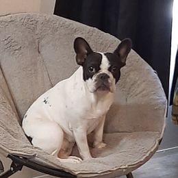 Minnie - French Bulldog