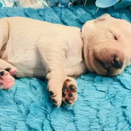 Golden Retriever Puppies from English Cream Goldens in Georgia