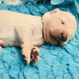 Golden Retriever Puppies from English Cream Goldens in Georgia