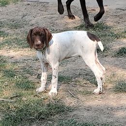 German Shorthaired Pointer Puppies from Cedar Hills GSP