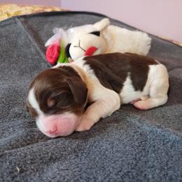Miss Snowflake - Liver white and tan female English Springer Spaniel puppy in Kingsport, Tennessee from Leandra's English Springer Spaniels