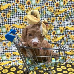 Ginger - Apricot female Goldendoodle puppy in Macon County, North Carolina from Mountain Doodles