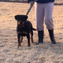 Rottweiler Puppies from Rottweilers Vom Haus Forte