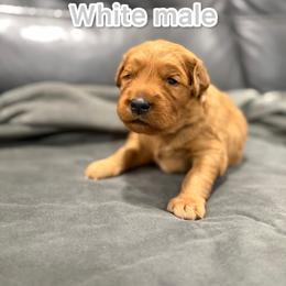 White - Golden male Golden Retriever puppy in Salt Lake City, Utah from Soaring golden retrievers