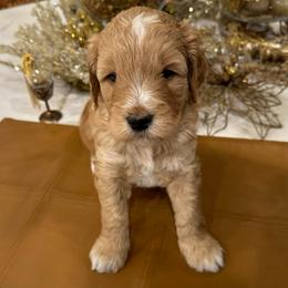 Pine - Apricot male Goldendoodle puppy in Jones, Michigan from KaZoo Doodles