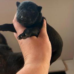 Black female 1 - Black female German Shepherd puppy in Pahrump, Nevada from Wachhund Kennels