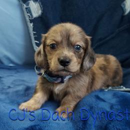 FINCH 4000 - Dapple male Dachshund puppy in Gatesville, Texas from CJ's Dach Dynasty