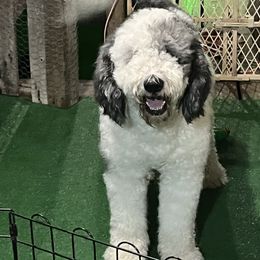 Willie - Sheepadoodle