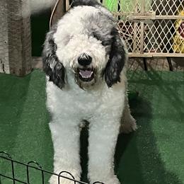 Willie - Sheepadoodle