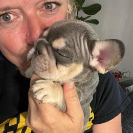 Dopey - Blue fawn male French Bulldog puppy in Rathdrum, Idaho from Smart Pomskies and Frenchies
