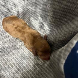 Marble - Dapple male Dachshund puppy in Miami, Florida from Maitime Dachshund