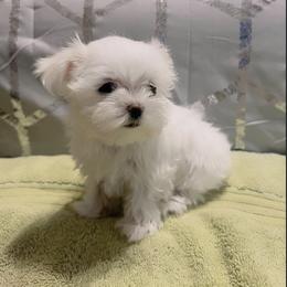 Ziggy - White male Maltese puppy in Hephzibah ( Richmond County ), Georgia from Healing Pawz LLC
