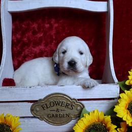 3rd Pick Male - Light golden male Golden Retriever puppy in Pasadena, Maryland from Promise Land