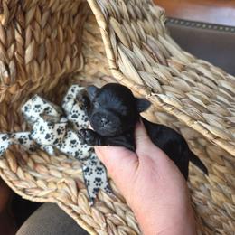 Conway Twitty - Black male Shihpoo puppy in Delphos, Ohio from Route 66 Puppies