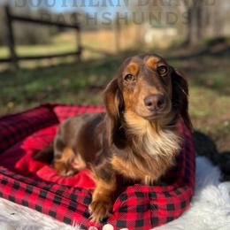 Paisley - Dachshund