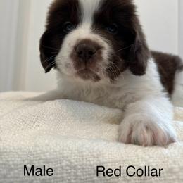 Bean red collar - White and brown male Newfoundland puppy in Comstock Park, Michigan from Two Brown Dogs and a Pig
