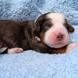 Boy 4 - Merle male Bernedoodle puppy in Sandy, Oregon from MC Doodles