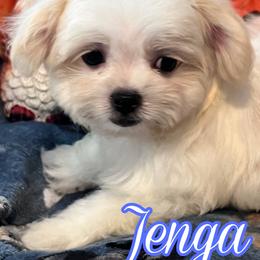 Jenga - Sable male Mi-Ki puppy in Middleburg, Florida from Elegant Tiny Paws