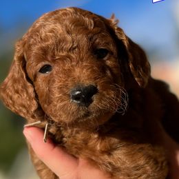 White - Red  Goldendoodle puppy in Bountiful, Utah from Stitching Doodles