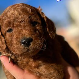 White - Red  Goldendoodle puppy in Bountiful, Utah from Stitching Doodles