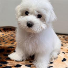 Maltese Puppies from Medhat Samuel