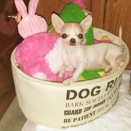 Chihuahua Puppies from Conlin's Chihuahuas