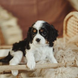 Cavalier King Charles Spaniel and Cavapoo Puppies from The Cav Family