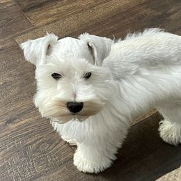 Ghost - Miniature Schnauzer