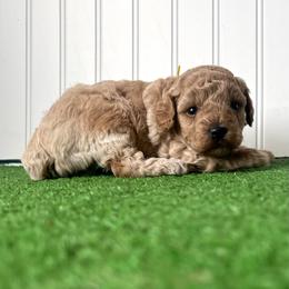 Miss yellow collar - Cream female Poodle puppy in Springtown, Texas from North Texas Puppies