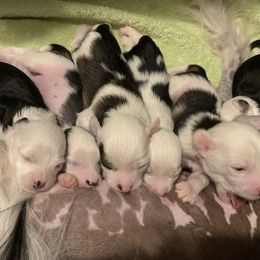 Chinese Crested Puppies from Chinese Checkers Chinese Cresteds