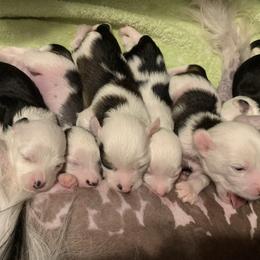 Chinese Crested Puppies from Chinese Checkers Chinese Cresteds
