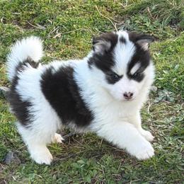 Benny - Black and white male Pomsky puppy in Mc Minnville, Oregon from West Coast Pomskies