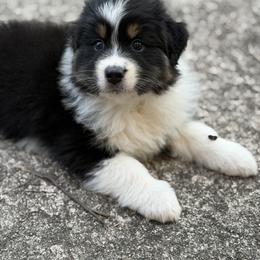 Citrine - Black tri-color female Australian Shepherd puppy in Augusta, Georgia from Incendia Aussies & Dobies