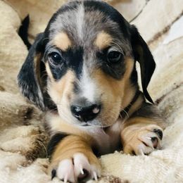 Dachshunds from Kristy's Dachshunds