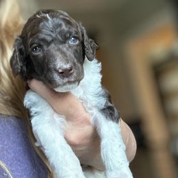 Maverick - Parti male Poodle puppy in Greenwich, New York from MizzElle’s Standard Poodles