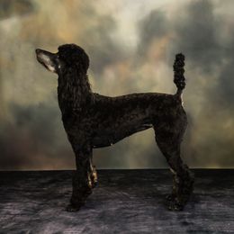 Chloe - Labradoodle