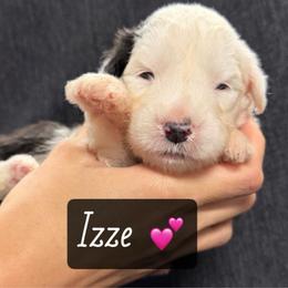 Izze - Gray and white female Old English Sheepdog puppy in Bristol, Indiana from Ridgeruns OES