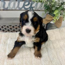 Mr. Benny - Tri-color male Bernedoodle puppy in Hegins, Pennsylvania from Bubbling Springs Doodles, LLC