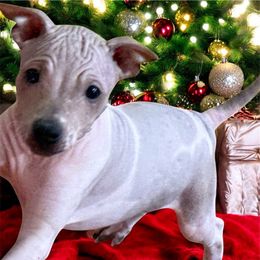 Jamie - Red and white male American Hairless Terrier puppy in Buckingham, Illinois from Gaus Hof