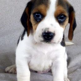 Beagles from Blackhawk Beagles
