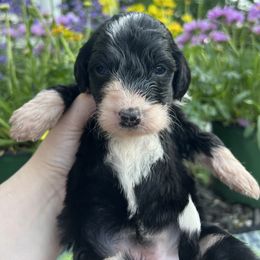 Bernedoodle Puppies from East Coast Bernedoodles