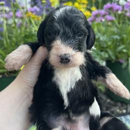 Bernedoodle Puppies from East Coast Bernedoodles