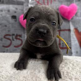 Dancer - Gray female Cane Corso puppy in Utah from 3Lake Kennelz