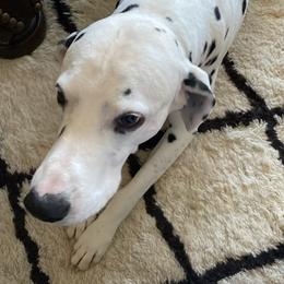 Dalmatians from Grandma Cook's Dalmatians