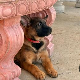 Ruby - Black and tan female German Shepherd puppy in Anaheim, California from Hanan's German Shepherds