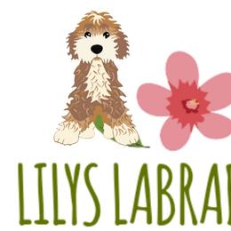 Australian Labradoodles from LILY'S Labradoodles